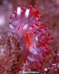 Flabelline Nudibranch by Brian Welman 
